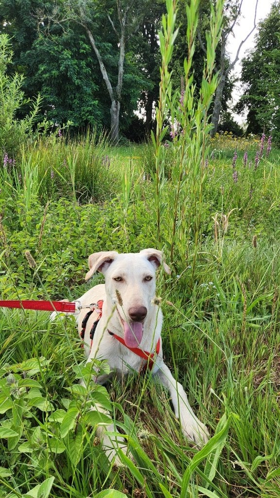 Lieve rescuepup Jody zoekt haar gouden mandje, Dieren en Toebehoren, Honden | Niet-rashonden, Particulier, 15 weken tot 1 jaar