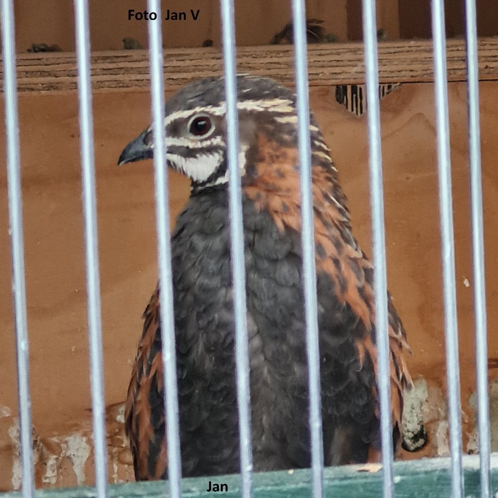gezocht meerdere koppels harlekijn kwartels, Meerdere dieren