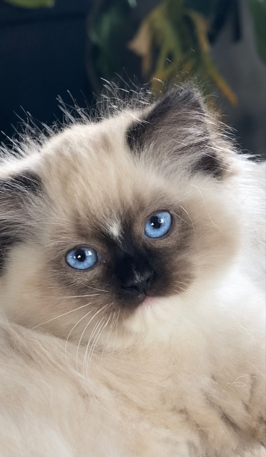 Super mooie grote Ragdoll ragdolls, Dieren en Toebehoren, Poes, Ontwormd, 0 tot 2 jaar