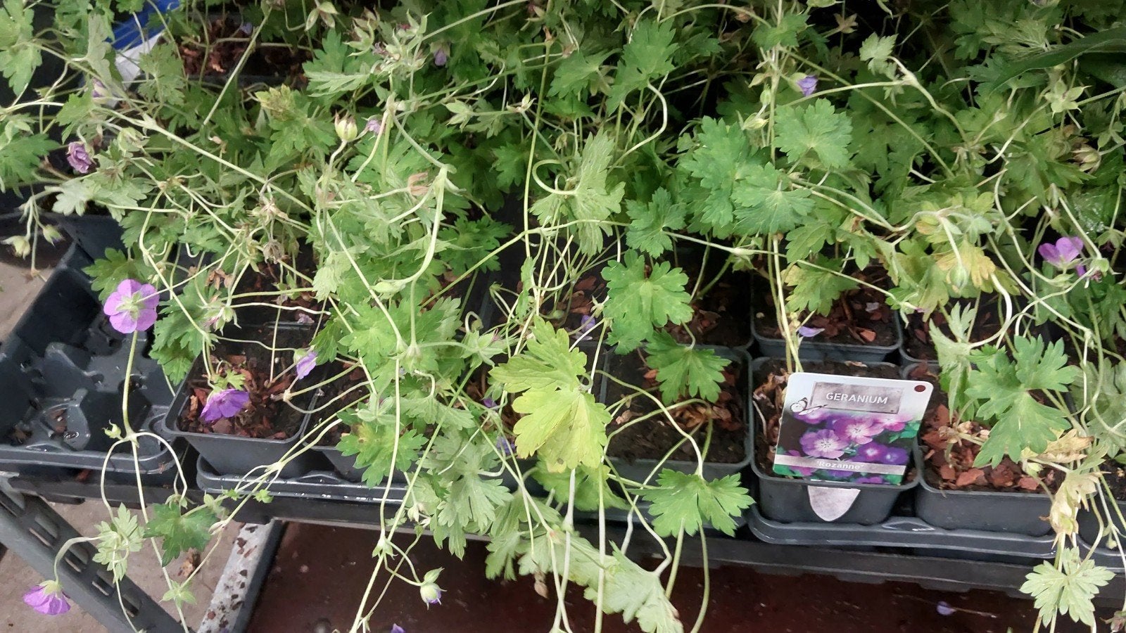 geranium rozanne, Ophalen of Verzenden, Bodembedekkers, Volle zon