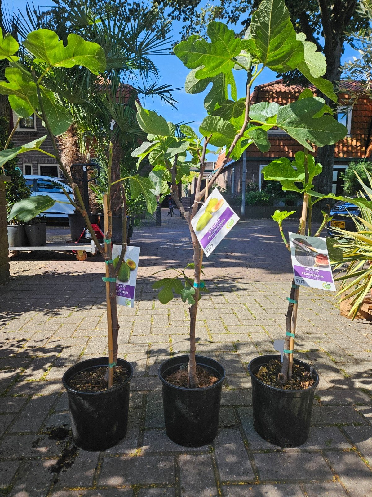 Vijgbomen 3 maten: 27,50 - 49,95 - 85 euro
