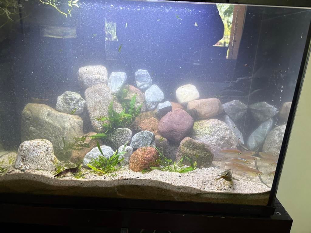 Aquarium 130 liter met afrika biotoop, Ophalen, Inclusief vissen, Gebruikt, Gevuld zoetwateraquarium