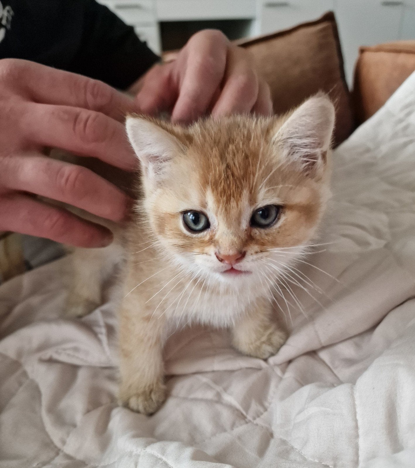 Black Golden Shaded kittens, Meerdere dieren, Ontwormd