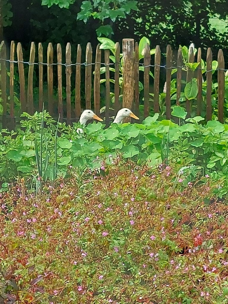 twee witte loopeenden, Mannelijk, Geringd