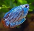 trichog.lalius neon €4,95, Vis, Zoetwatervis