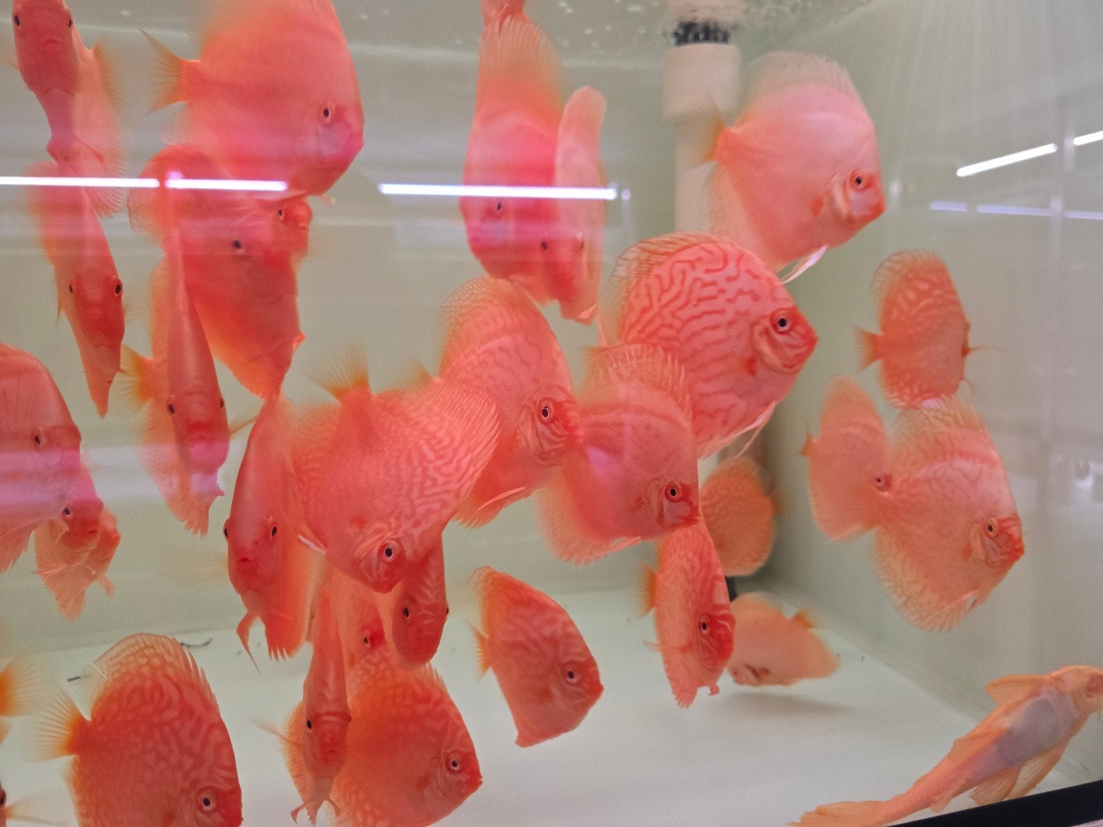 discusvissen, Dieren en Toebehoren, Vis, Zoetwatervis, Schoolvis