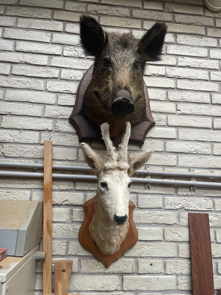 Zwijnenkop, Ophalen, Nieuw, Wild dier, Gewei of Kop