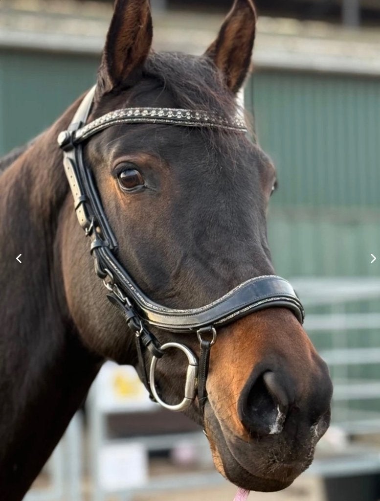 Lieve Kwpn merrie met potentie, Dieren en Toebehoren, Paarden, Merrie, Met stamboom, Dressuurpaard, 3 tot 6 jaar