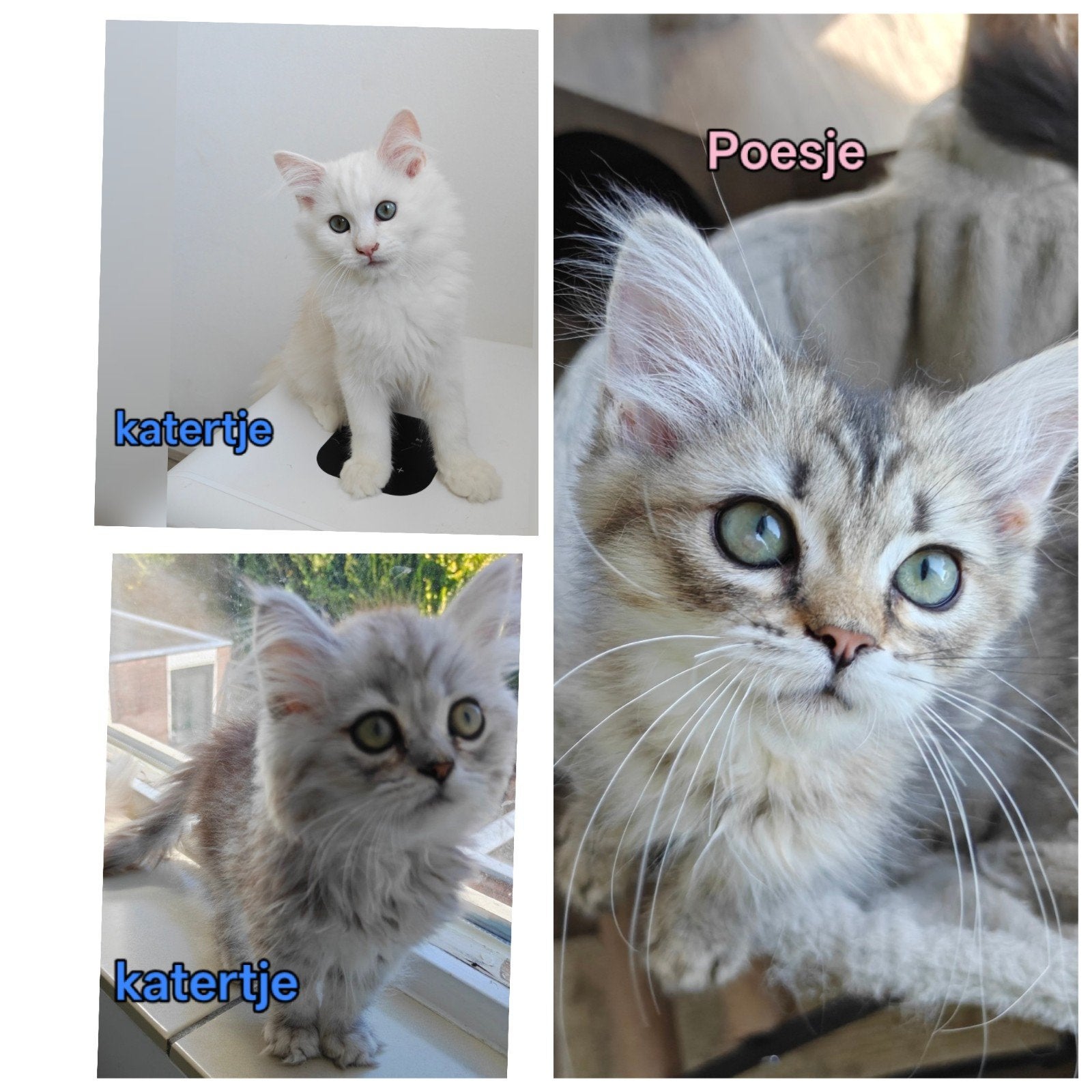 Prachtige Brits langhaar kittens zoeken een nieuw thuis!, Meerdere dieren, Ontwormd, 0 tot 2 jaar