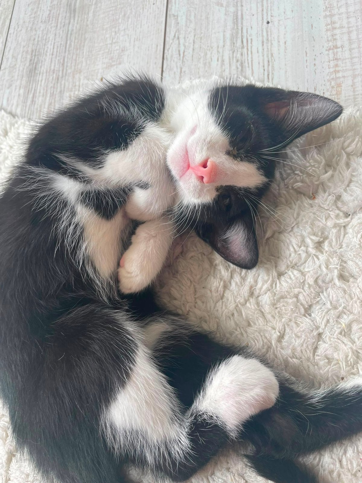 Lieve kittens te koop!, Dieren en Toebehoren, Katten en Kittens | Overige Katten, Meerdere dieren