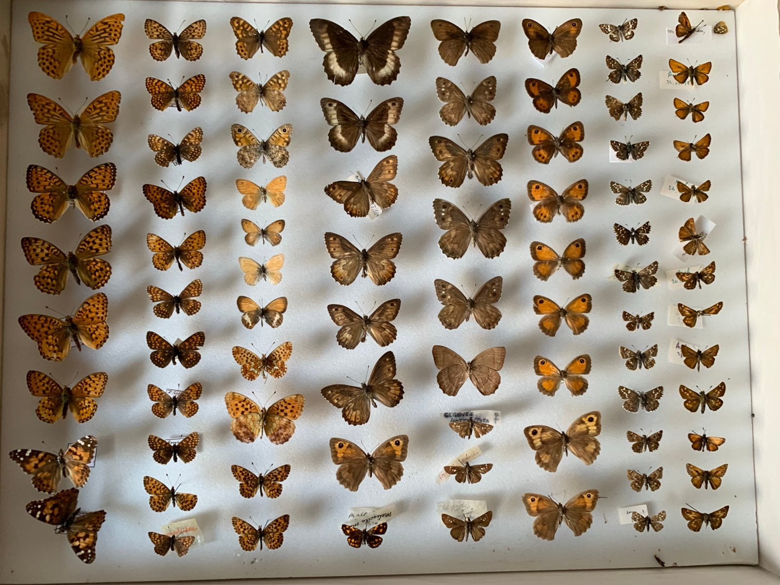 Antieke vlindercollectie in glazen lijst – Europese vlinders, Ophalen of Verzenden, Gebruikt, Insect, Opgezet dier