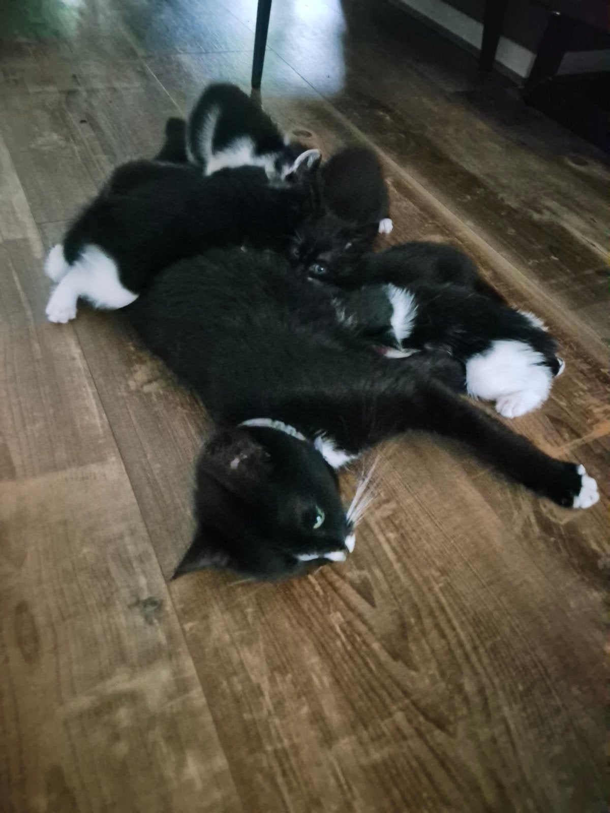 Zwart/ witte kittens. Mogen dit weekend verhuizen!, Meerdere dieren
