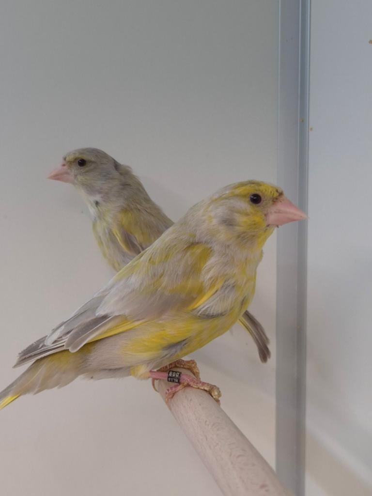1-1 Europese groenling agaat isabel, Dieren en Toebehoren, Vogels | Overige Vogels, Meerdere dieren, Wildzangvogel, Geringd