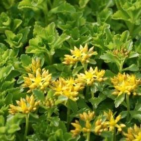 Sedum kamptschaticum. Sterke bodembedeker, bloeiend P9, Tuin en Terras, Planten | Tuinplanten, Bodembedekkers, Volle zon, Vaste plant