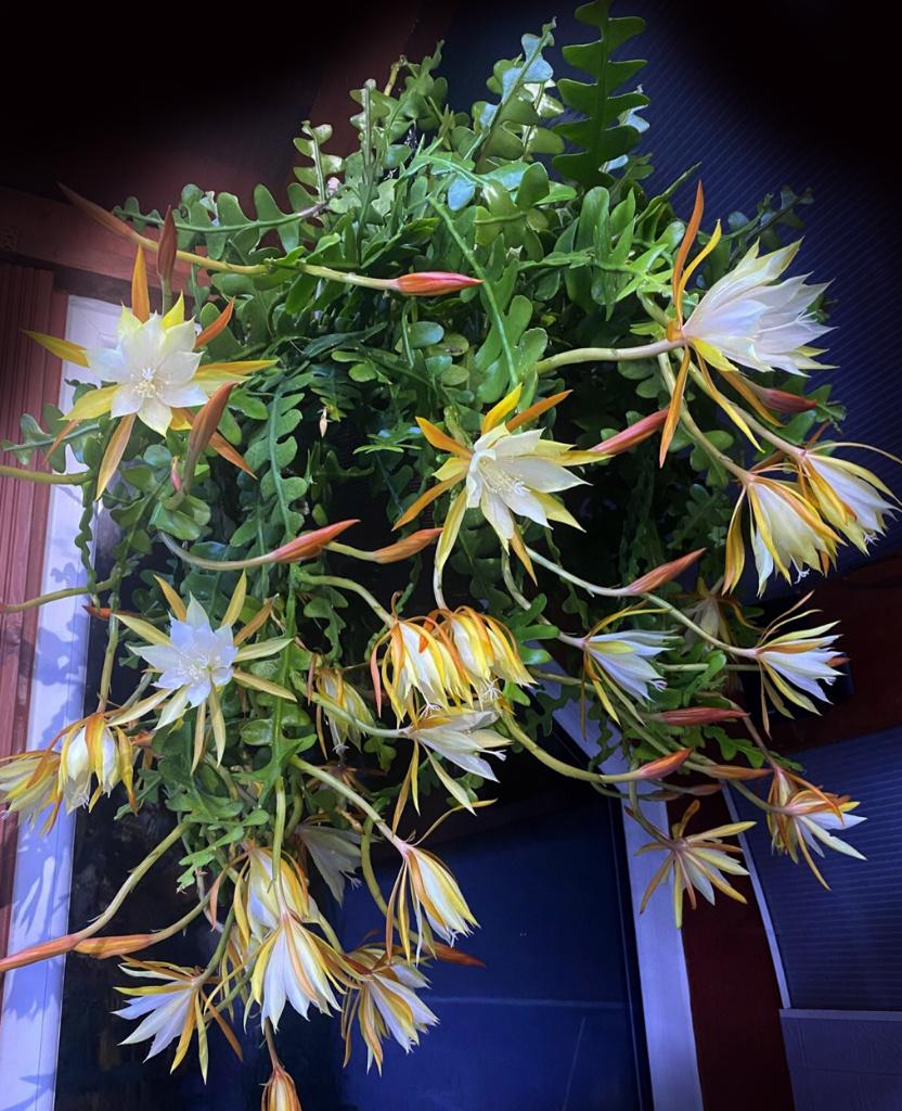 cactus - zaagcactus - Epiphyllum anguliger, Ophalen of Verzenden, Cactus, Volle zon, Minder dan 100 cm