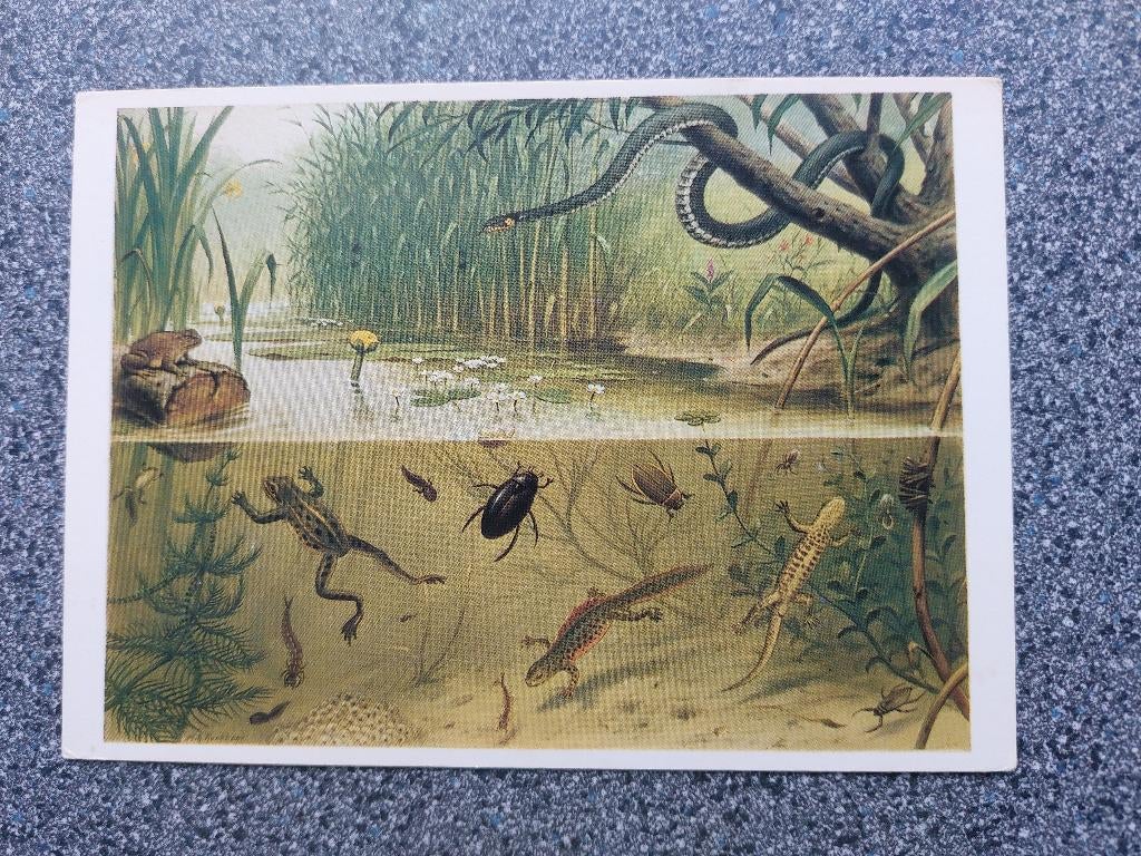 Ansicht Koekkoek "in sloot en plas", gelopen, Ophalen of Verzenden, 1940 tot 1960, Gelopen