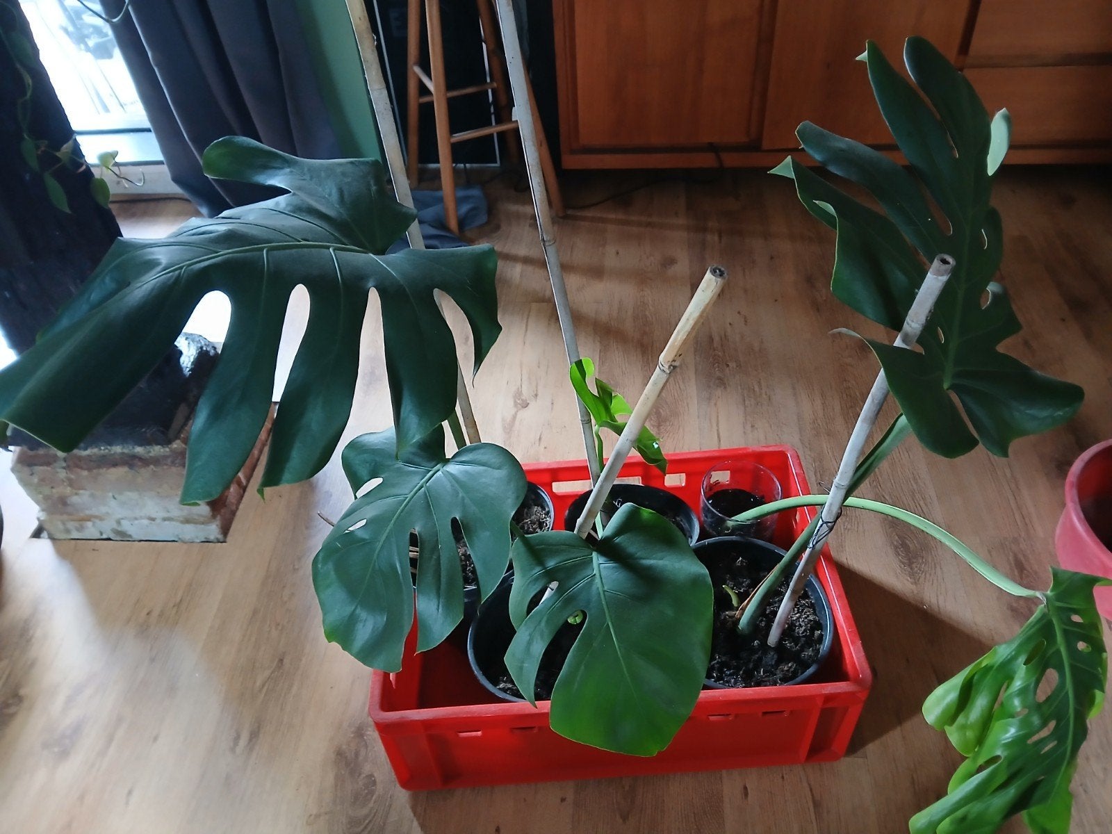 Monstera Deliciosa stekken, Ophalen, Overige soorten, Halfschaduw, In pot