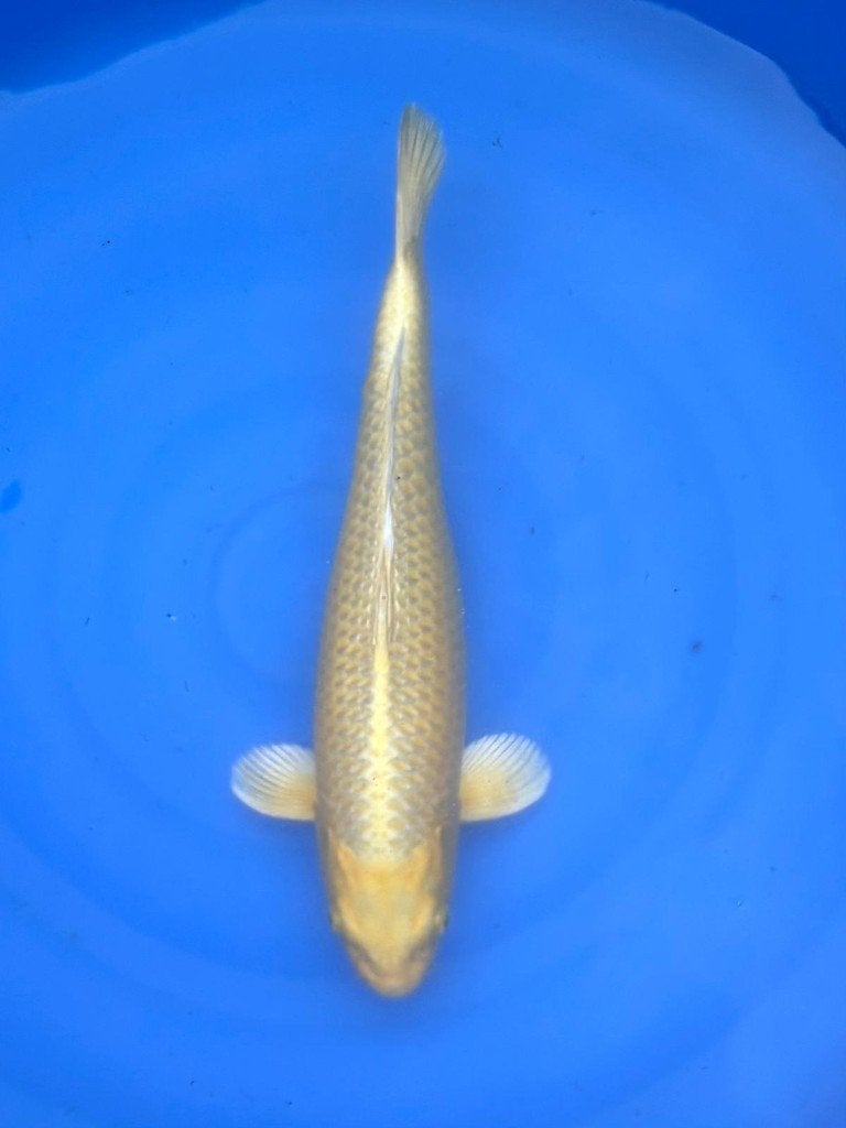 Yamabuki Izumiya | Koikarpers, Dieren en Toebehoren, Vissen | Vijvervissen, Karper of Koi