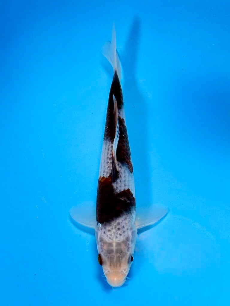 Zeldzaam Japanse Tosai Koi – Marushi | Kage Budo Goromo, Dieren en Toebehoren, Karper of Koi