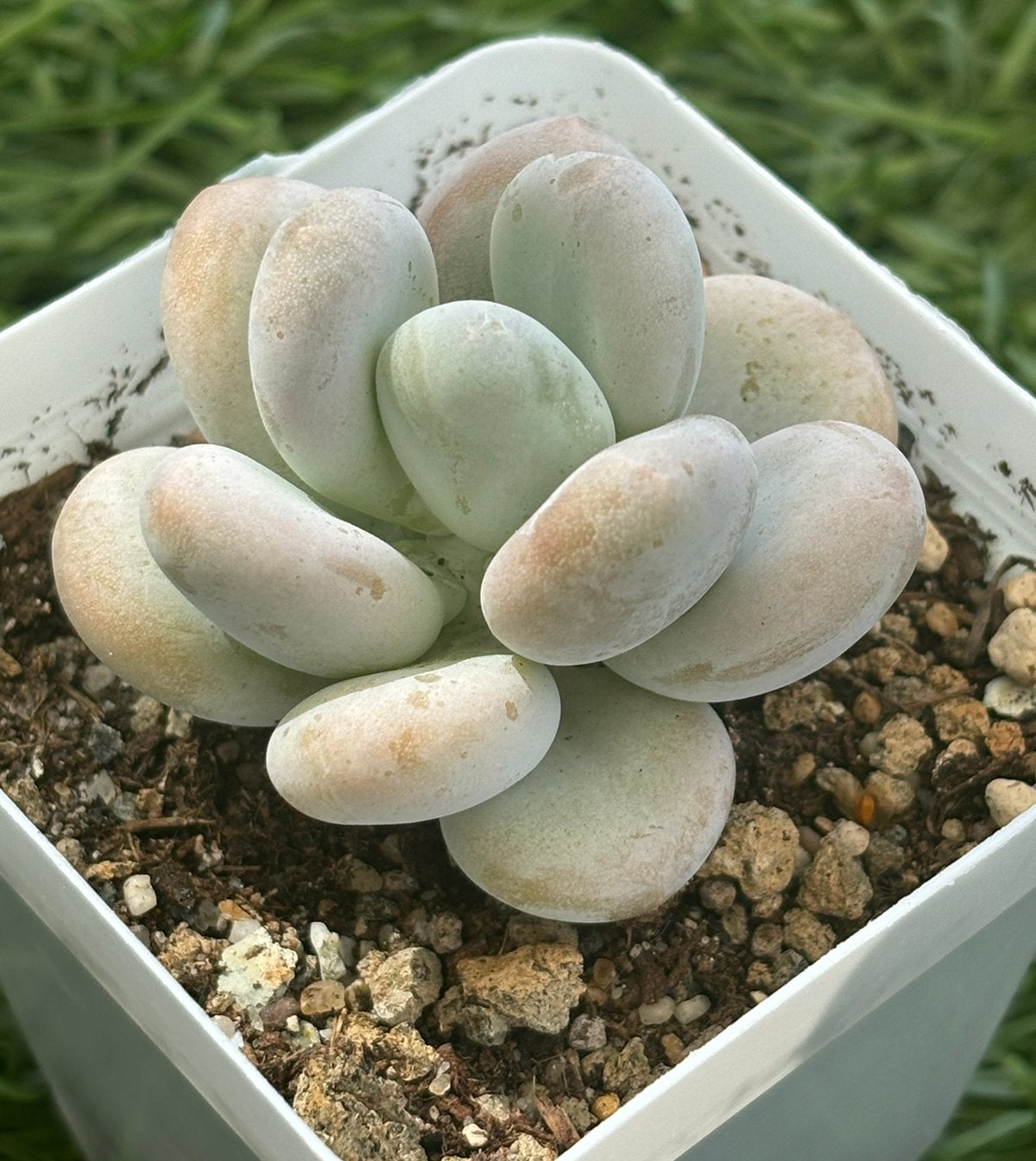 Pachyphytum Oliferum succulent in pot 7 cm, Ophalen of Verzenden, In pot, Halfschaduw, Minder dan 100 cm