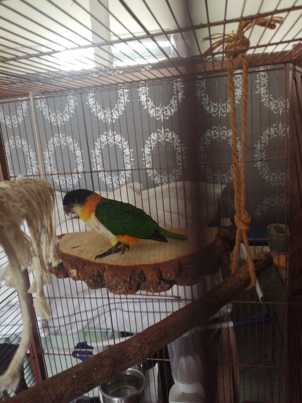 zwartkop caique, Dieren en Toebehoren, Vrouwelijk, Papegaai, Tam