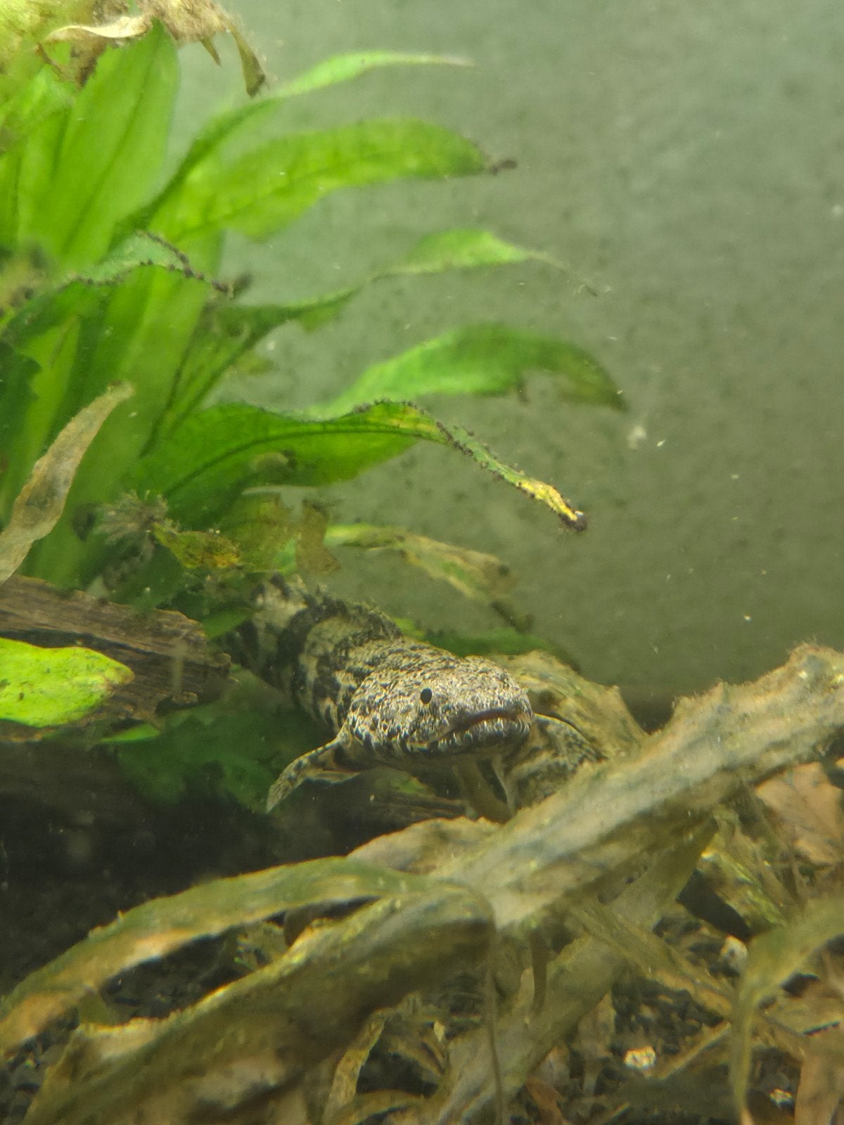 endlicheri bichir (1 oog), Dieren en Toebehoren, Vis, Zoetwatervis