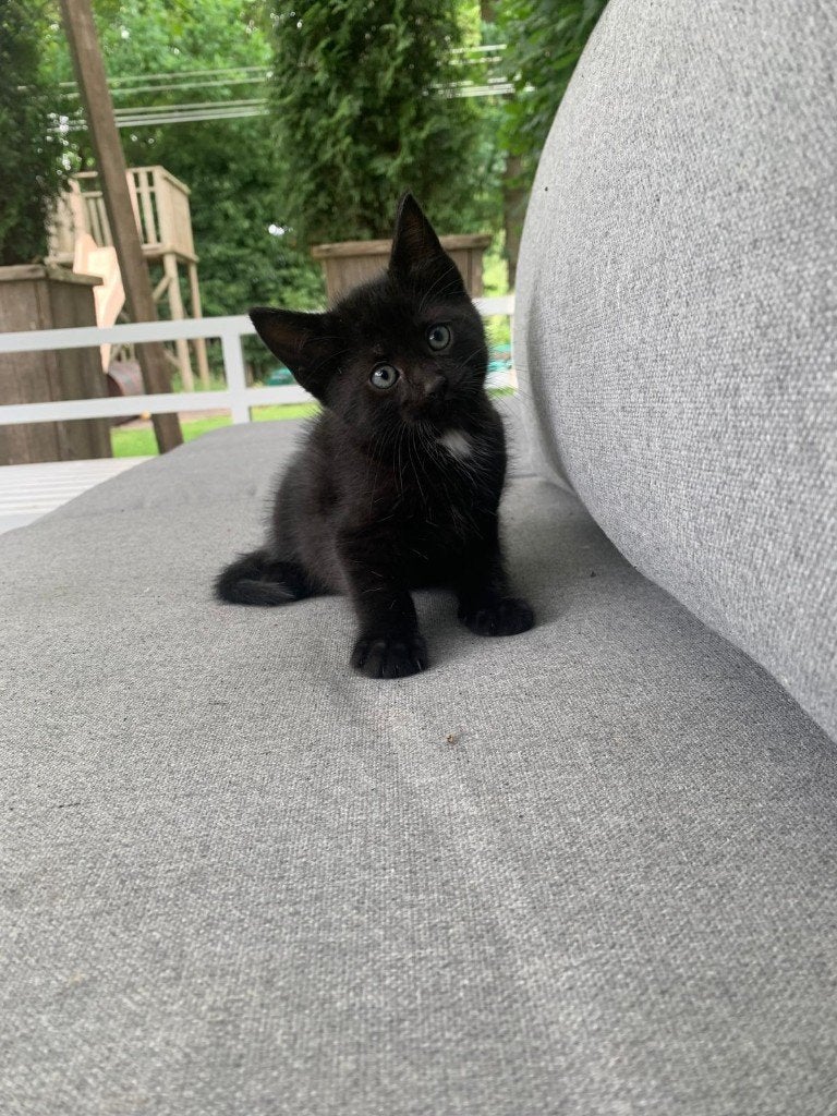 lieve,handtamme kittens, Meerdere dieren, Kortharig, 0 tot 2 jaar
