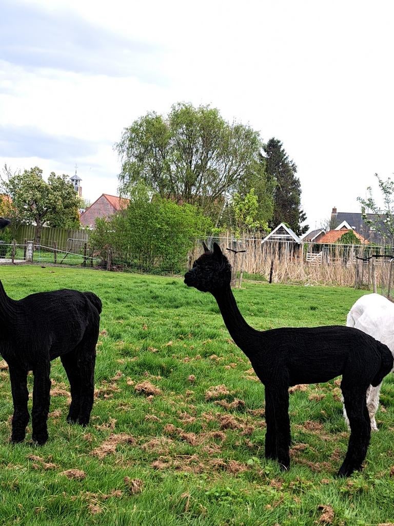Te koop: Alpaca merrietje zwart., Dieren en Toebehoren, Juni, Vrouwelijk