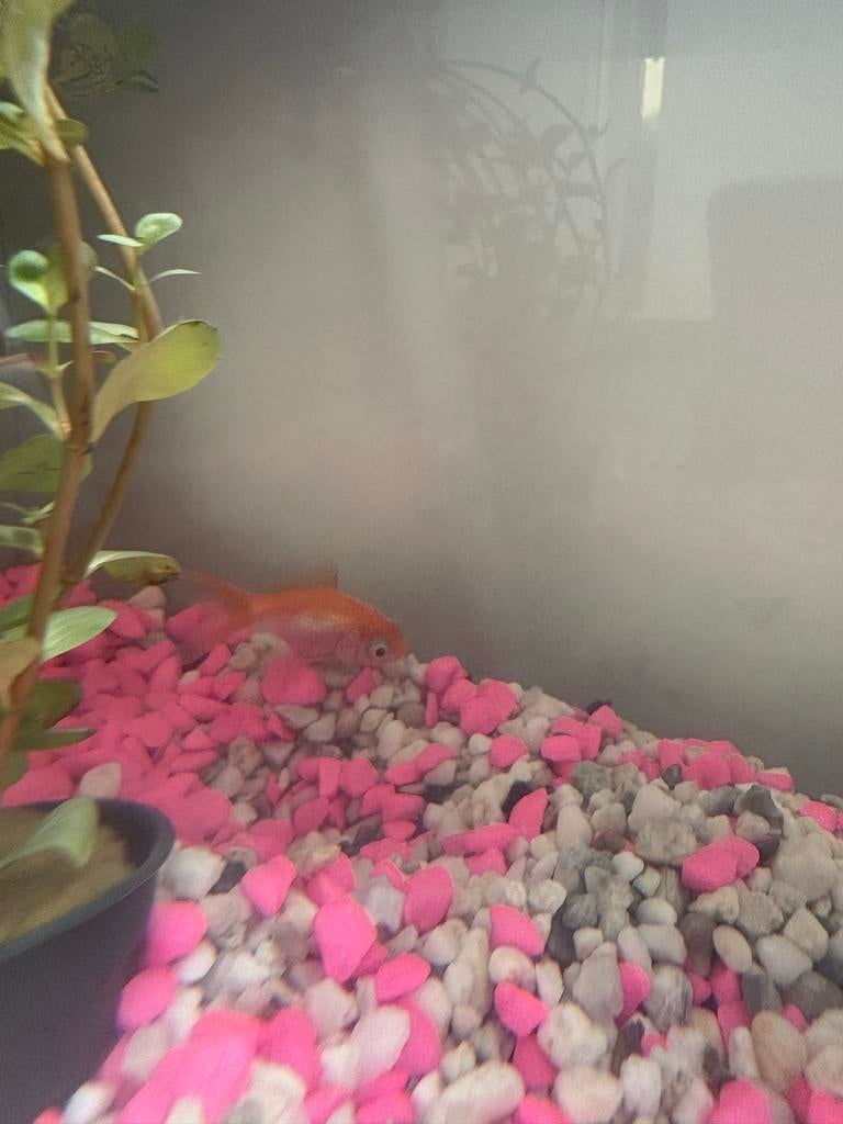 Vissenkom met vissen te koop, Ophalen, Zo goed als nieuw, Gevuld zoetwateraquarium
