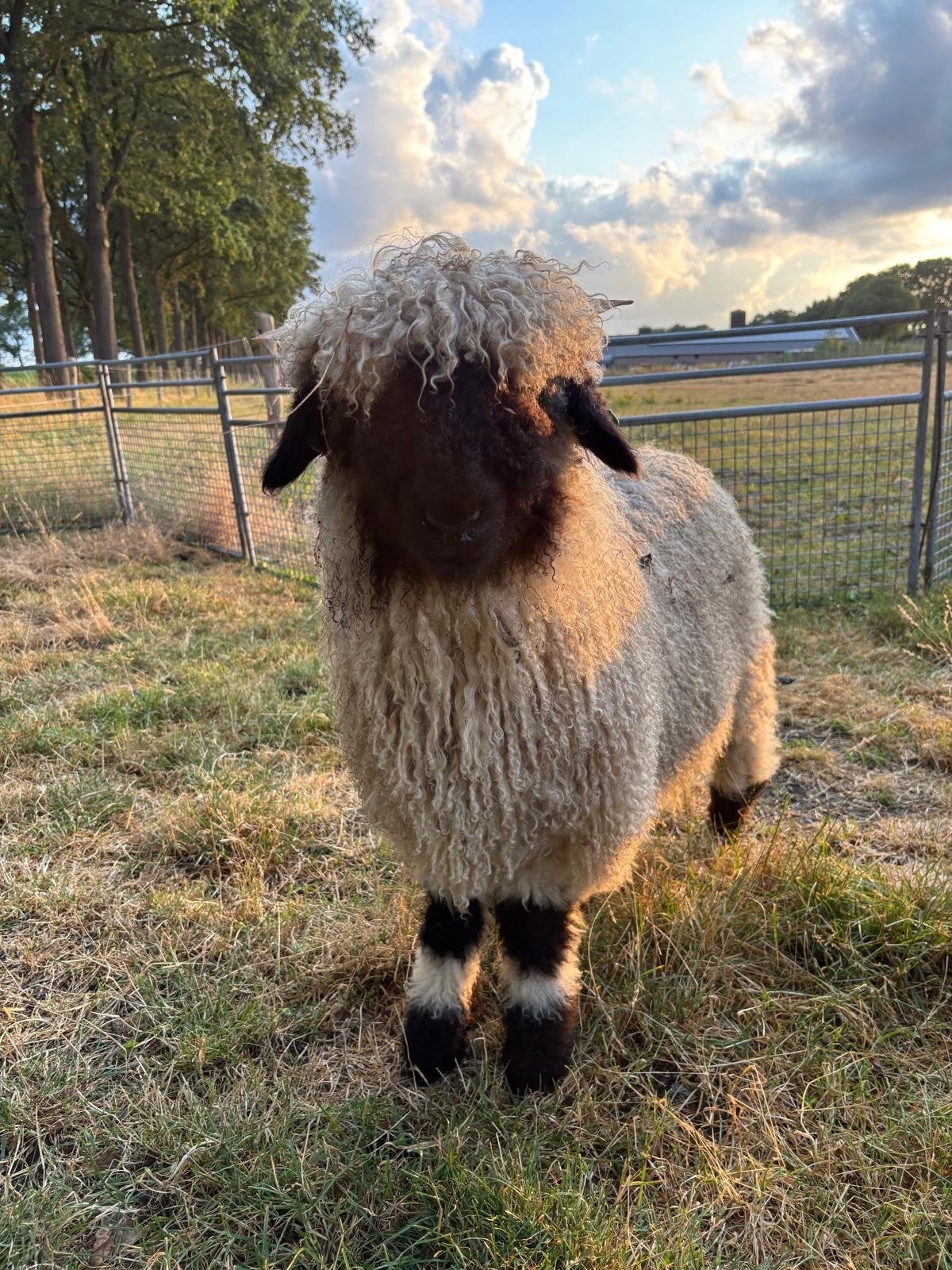 2 walliser schwarznase hamel lammeren, Meerdere dieren, Schaap, 0 tot 2 jaar