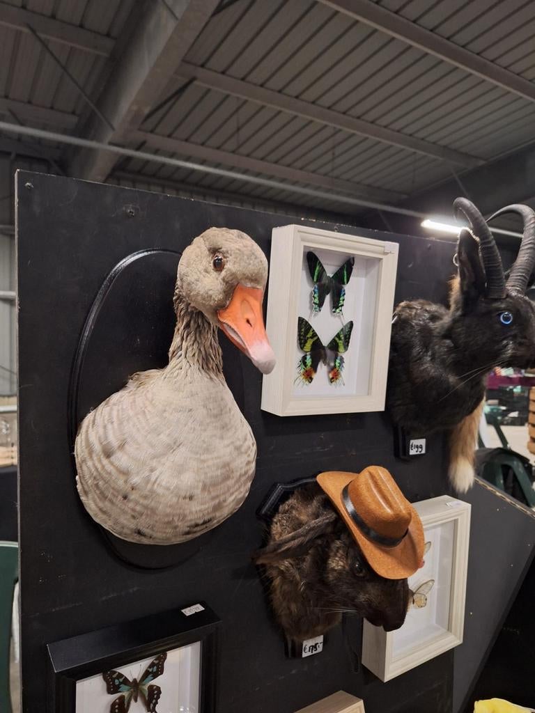 Te koop: opgezette kop/borst stuk grauwe gans, Ophalen of Verzenden, Nieuw, Vogel, Opgezet dier