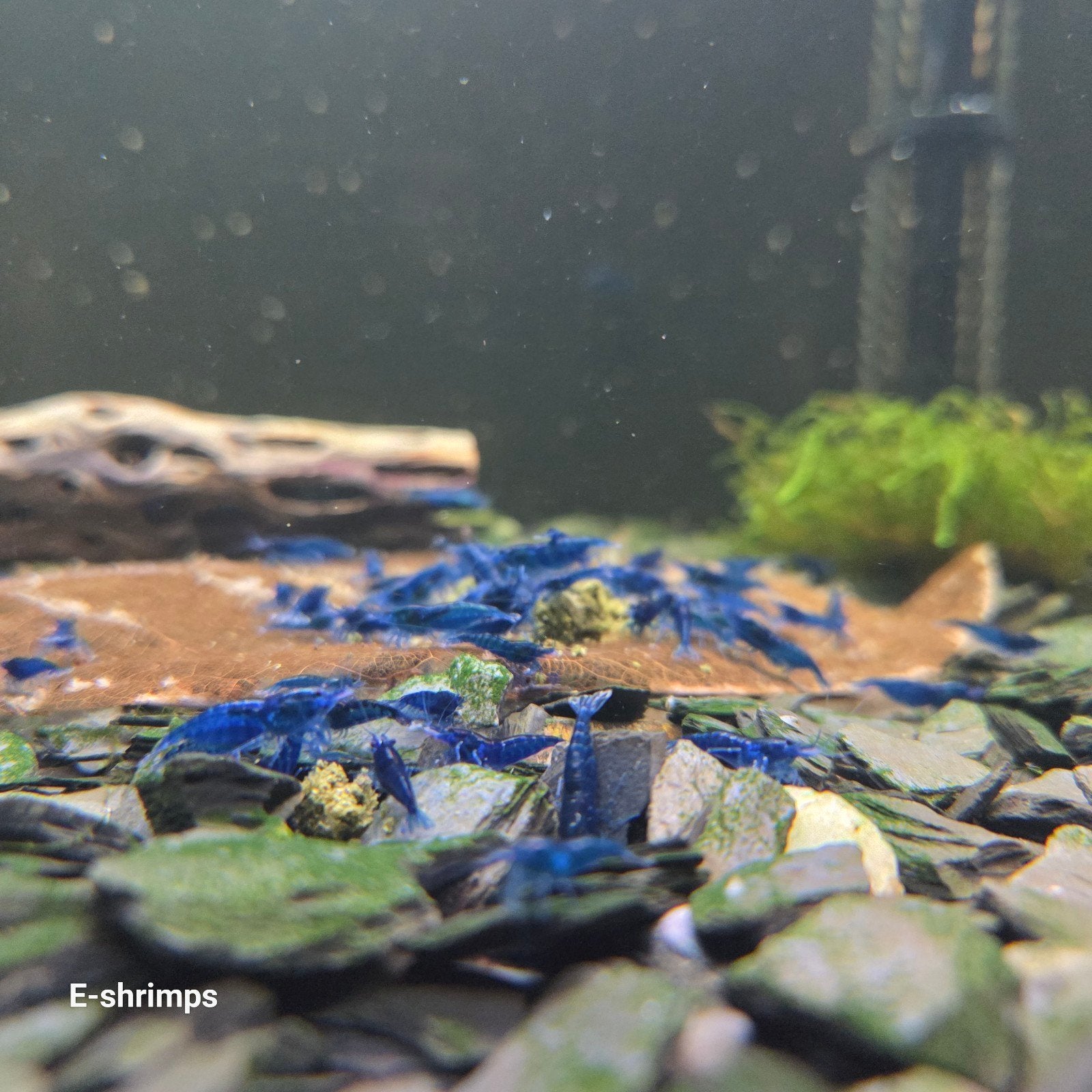 ☑️️Blauwe | Blue Dream Neocaridina-garnalen / medium-grade, Dieren en Toebehoren, Kreeft, Krab of Garnaal, Zoetwatervis, Schoolvis