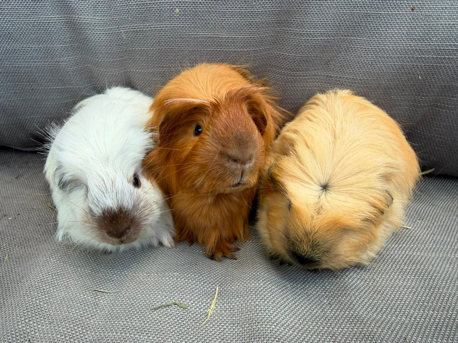 Foto 2 van Jonge langharige cavia’s Sheltie Coronet Tessel Merino