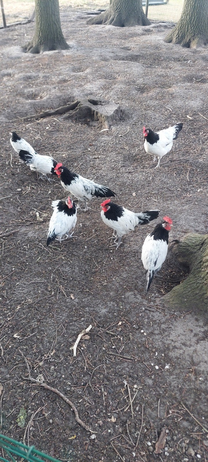 mooie jonge  lakenvelder haantjes, Dieren en Toebehoren, Pluimvee, Mannelijk, Kip