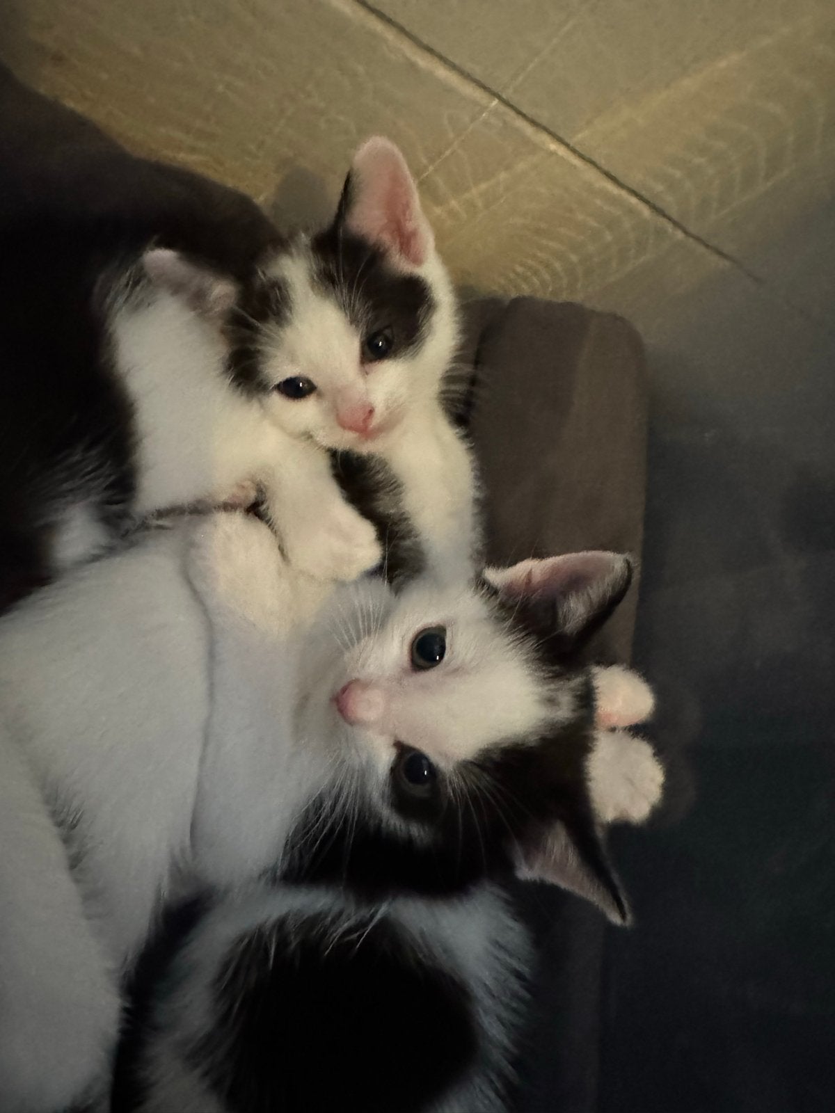 Kittens, Meerdere dieren, Kortharig, 0 tot 2 jaar