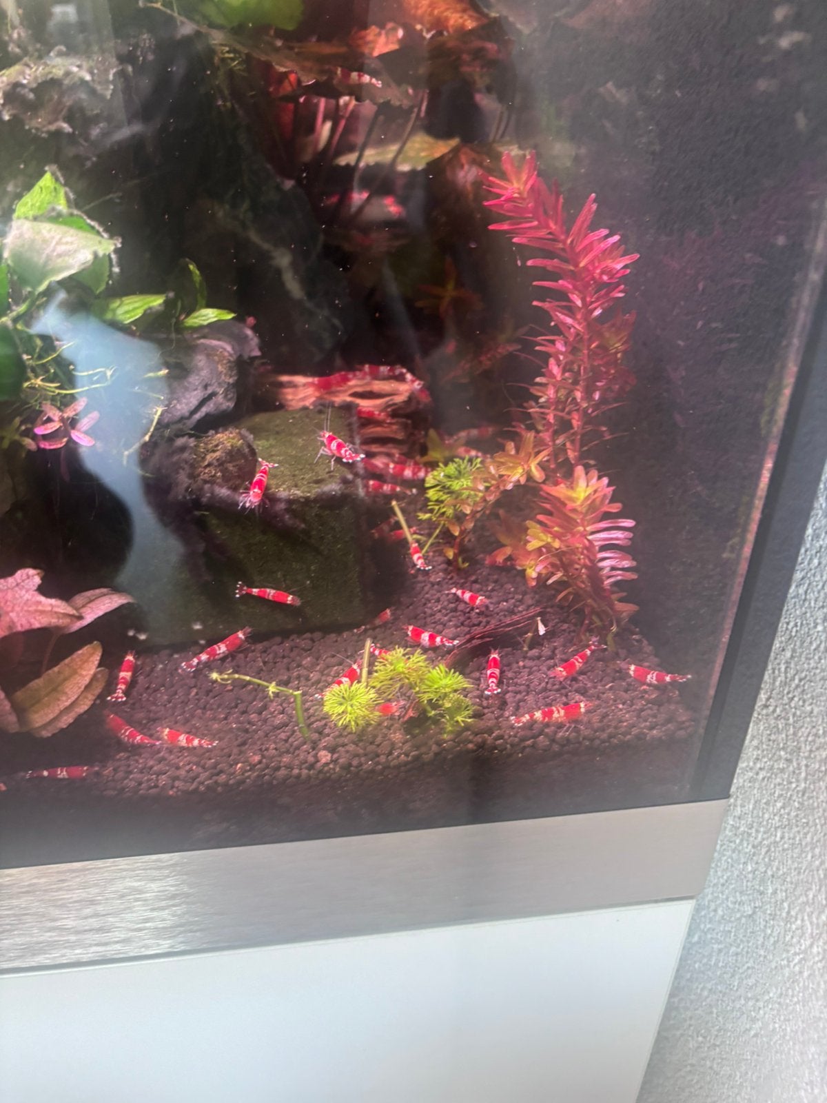 Crystal Red Garnalen, Dieren en Toebehoren, Kreeft, Krab of Garnaal, Zoetwatervis
