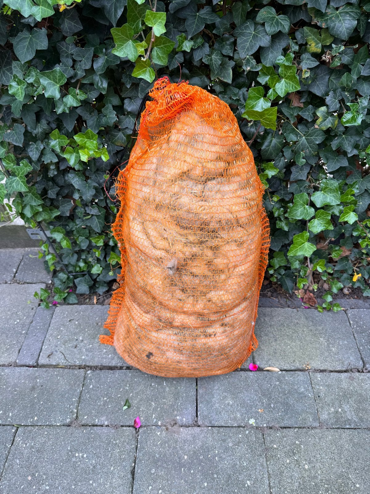 Ongewassen schapenwol van de Rhedense heide, Ophalen of Verzenden, Gebruikt, Overige typen