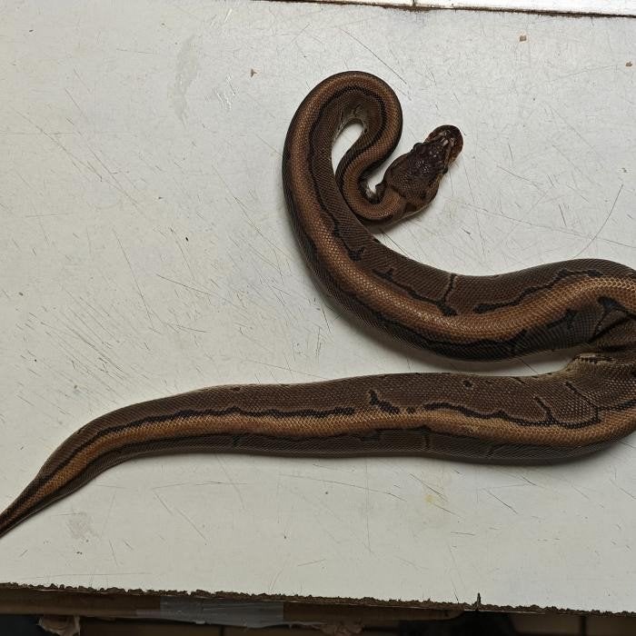 Python regius, Slang, 0 tot 2 jaar
