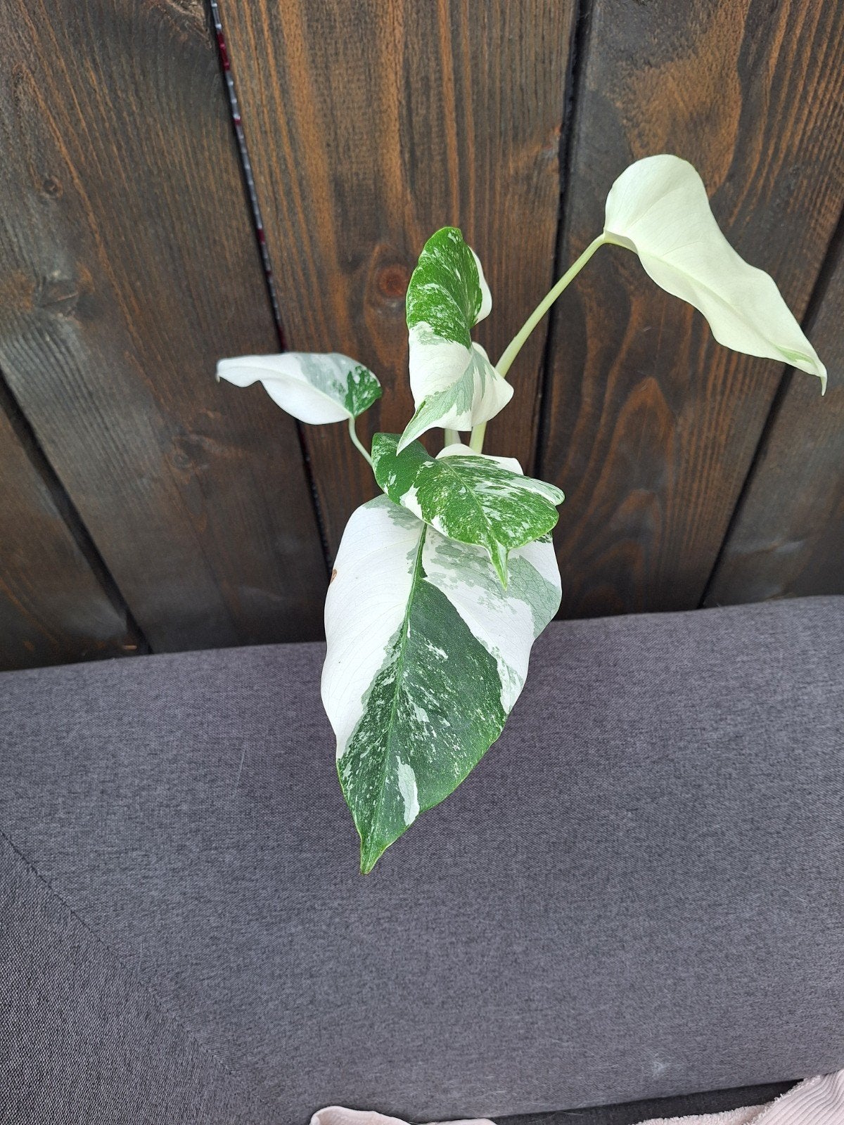 Monstera variegata, Ophalen of Verzenden, Halfschaduw, Minder dan 100 cm