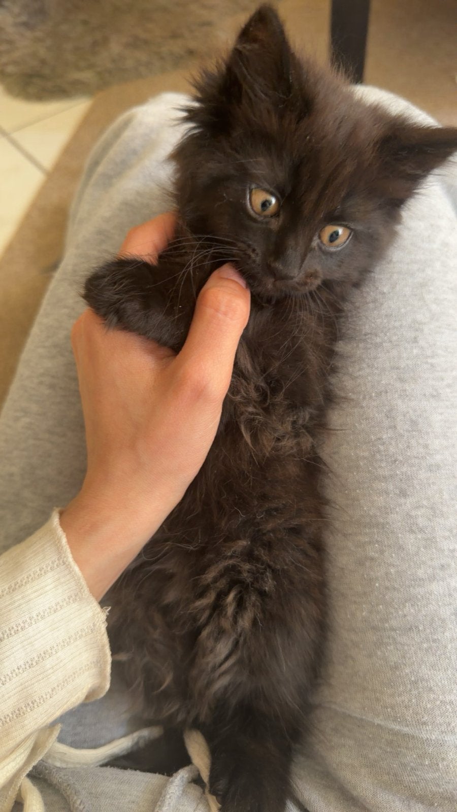 3 prachtige kittens zoeken een liefdevol thuis!, Meerdere dieren