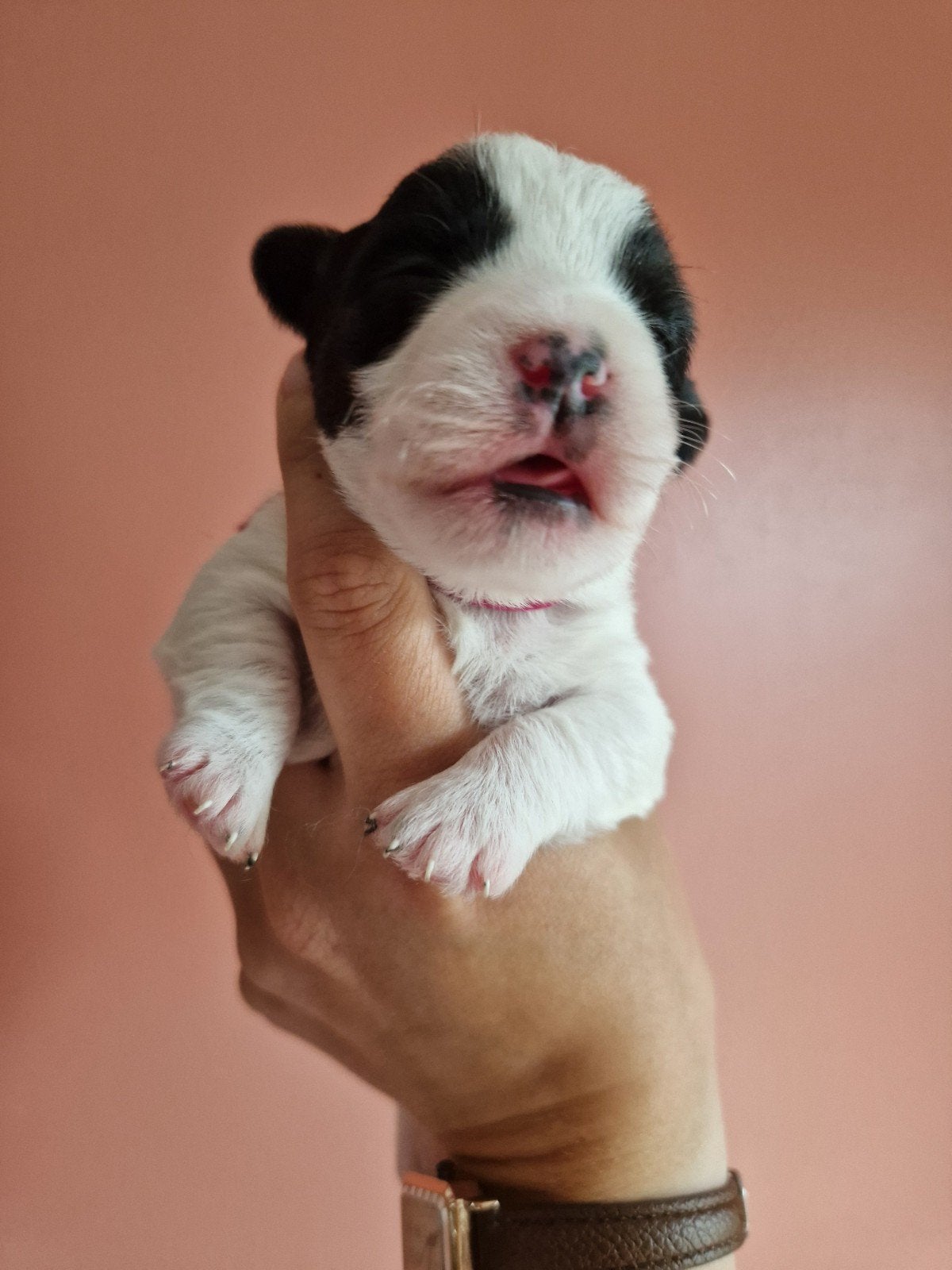 Prachtige Kruising Pups, Dieren en Toebehoren, 8 tot 15 weken, Meerdere, Meerdere dieren, Nederland