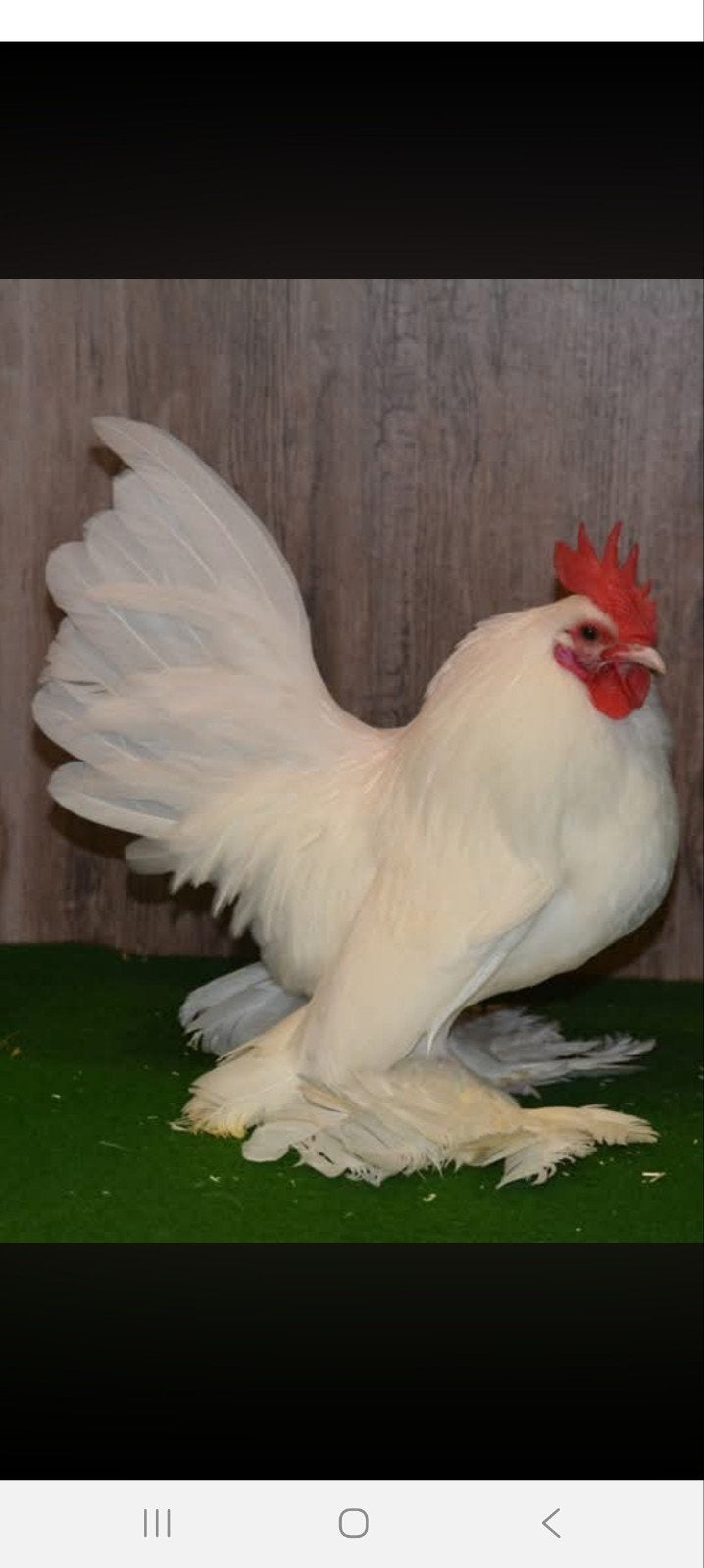 gezocht broedeieren, Meerdere dieren, Kip