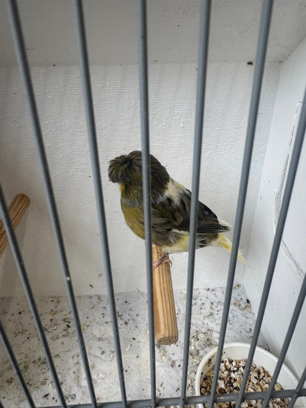 Closter knaries, Meerdere dieren