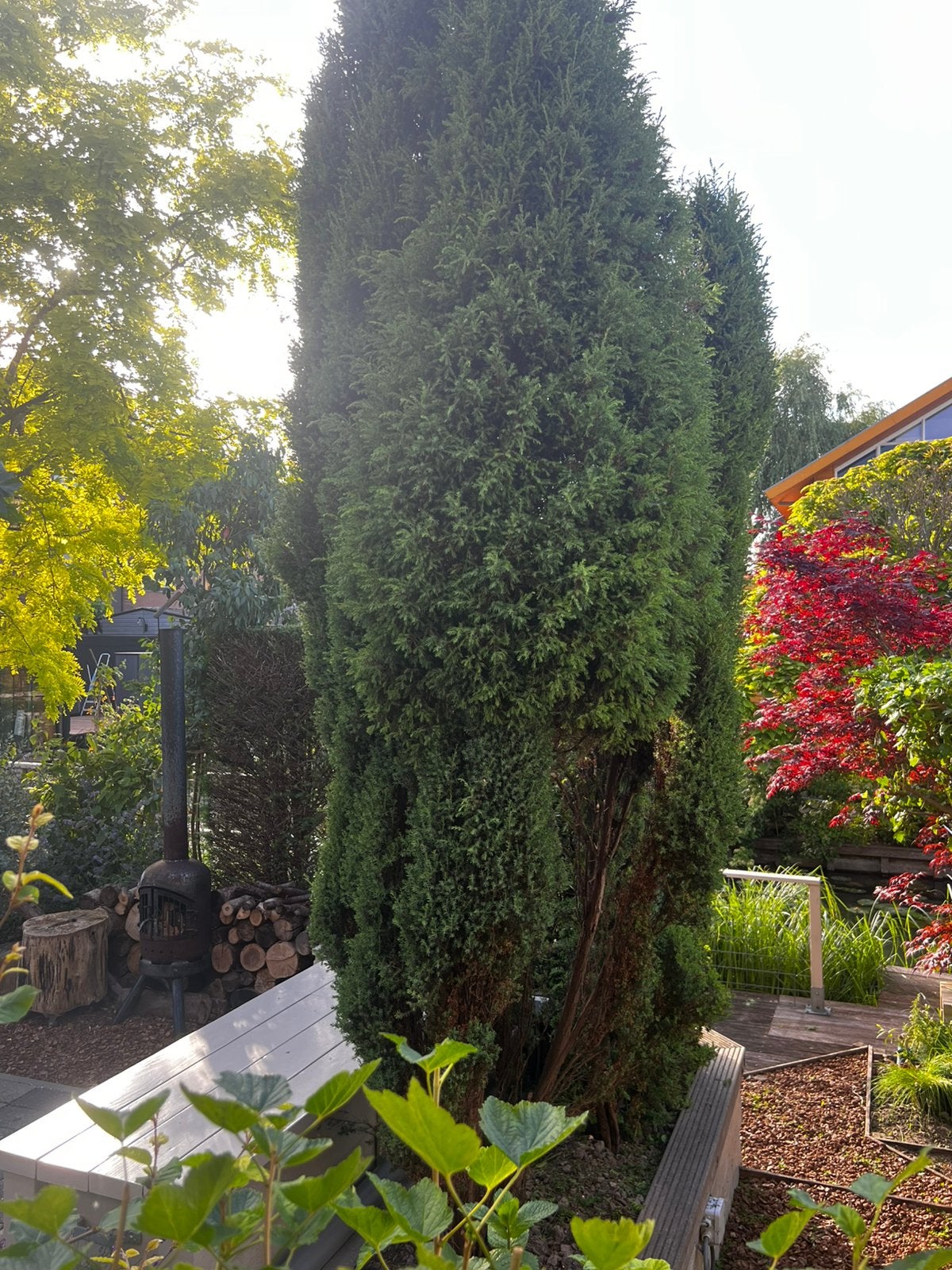Jeneverbes Conifeer 3,5 m  - Juniperus Sentinel -, Ophalen, Bloeit niet, Halfschaduw, Overige soorten