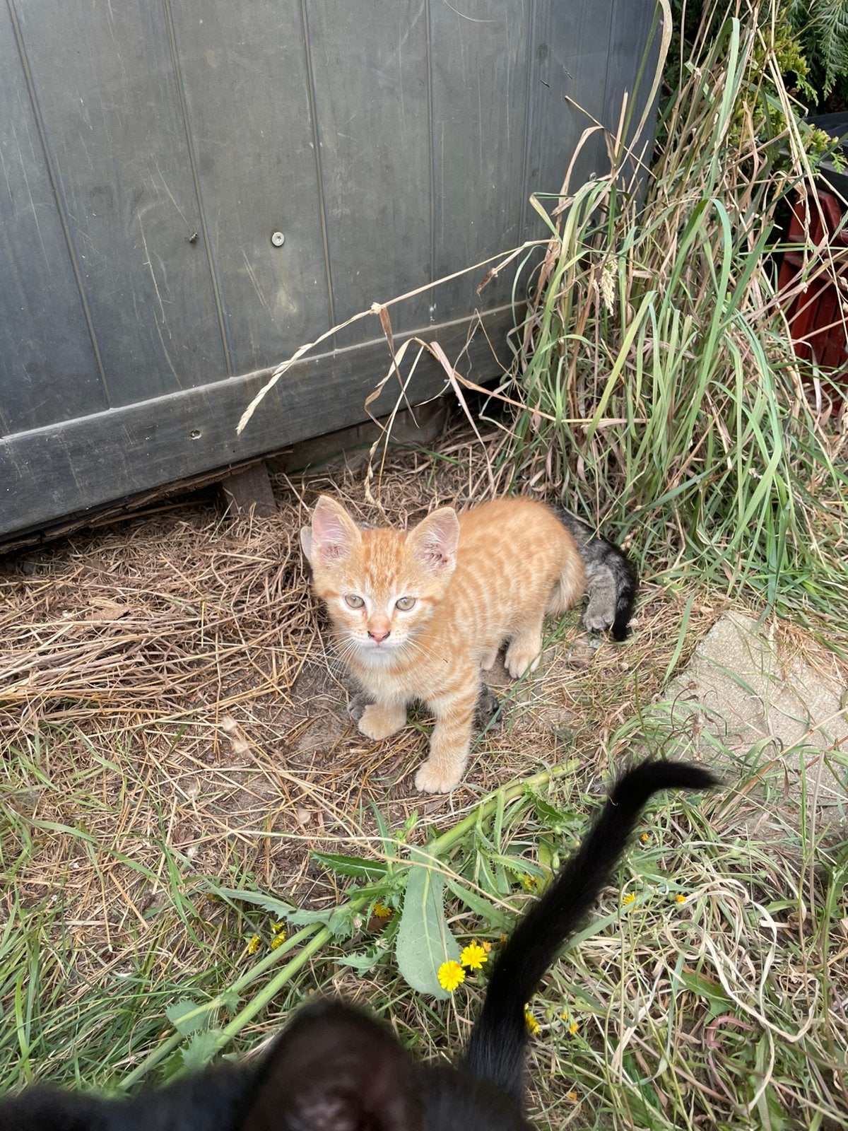 Lieve kitten, Kater, Kortharig, 0 tot 2 jaar