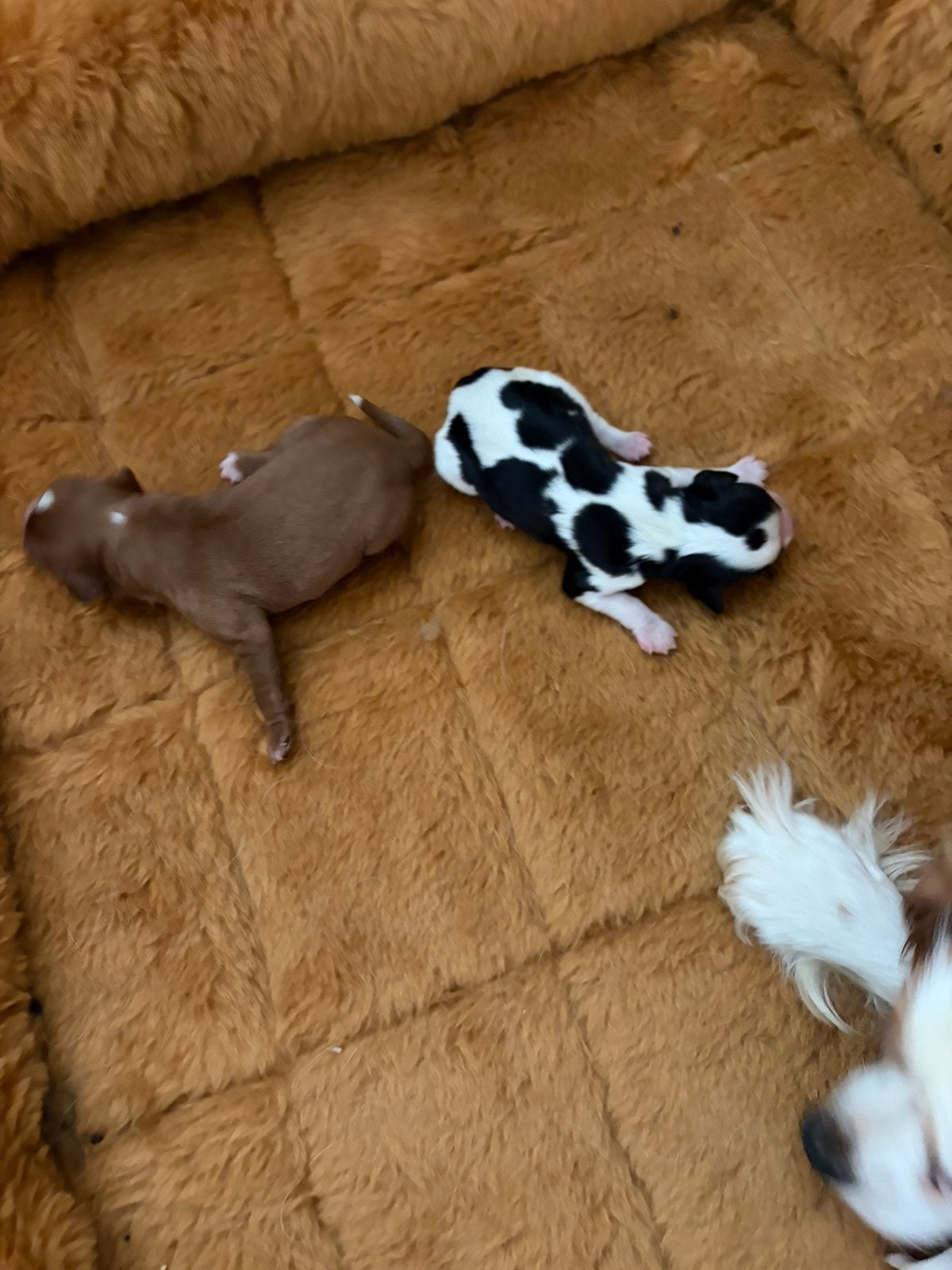 Cavalier king charles.  Heb nog  een reu over, Dieren en Toebehoren, 8 tot 15 weken, Parvo, Meerdere, Nederland