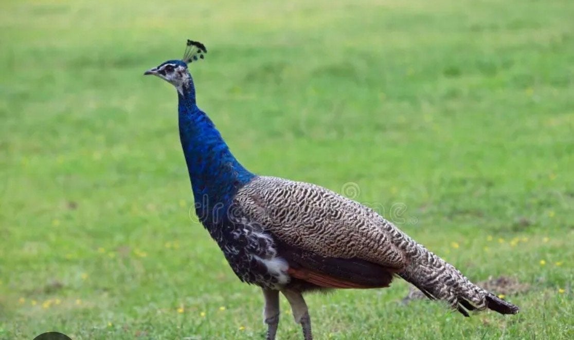 Pauwen hen en haan, Dieren en Toebehoren, Pluimvee, Meerdere dieren, Overige soorten