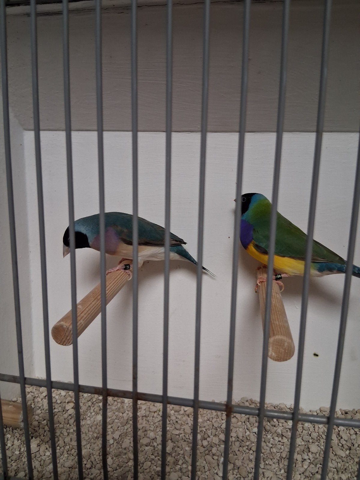 Mooi koppeltje gould amadines blauwe pop wildkleur man, Meerdere dieren