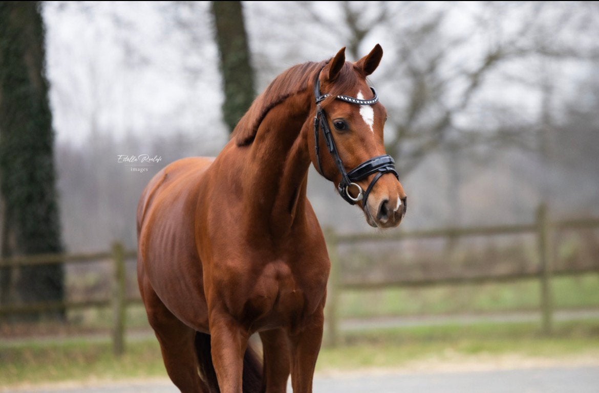 Lieve, talentvolle 5 jarige merrie!, Dieren en Toebehoren, Paarden, Merrie, 160 tot 165 cm, Dressuurpaard, 3 tot 6 jaar