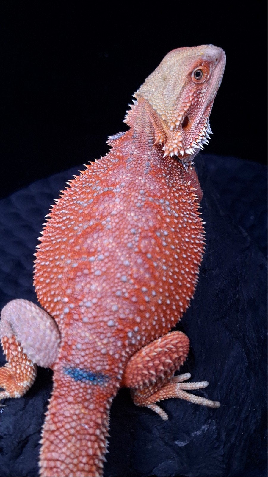 Baardagaam Mannen Red Hypo Blue Bar Bearded Dragon photo 20